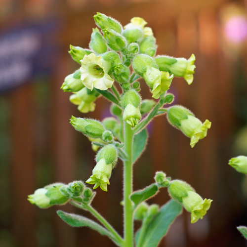hopi tobacco Program this robust plant offers more than just tobacco Hopi Tobacco (Nicotiana rustica) update.
